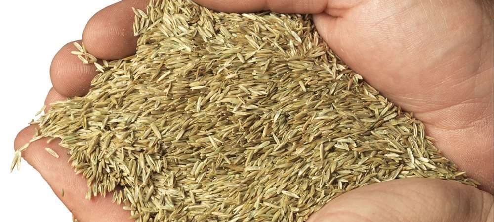 Global Forage Seeds Market Research CAGR of 7.20% from 2017 to 2025<span class="rating-result after_title mr-filter rating-result-2003">			<span class="no-rating-results-text">No ratings yet.</span>		</span>