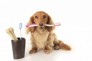 Pet Oral Care Products Market is Expected to Reach $xxx million, Globally by 2025 by Planet Market Reports