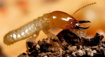 Global Termite Control Market growing at a CAGR of 5.5% from 2017 to 2025