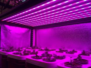 Grow light Market 2018 To Witness Growth Based On Rising Incidence Of Economy Till 2023