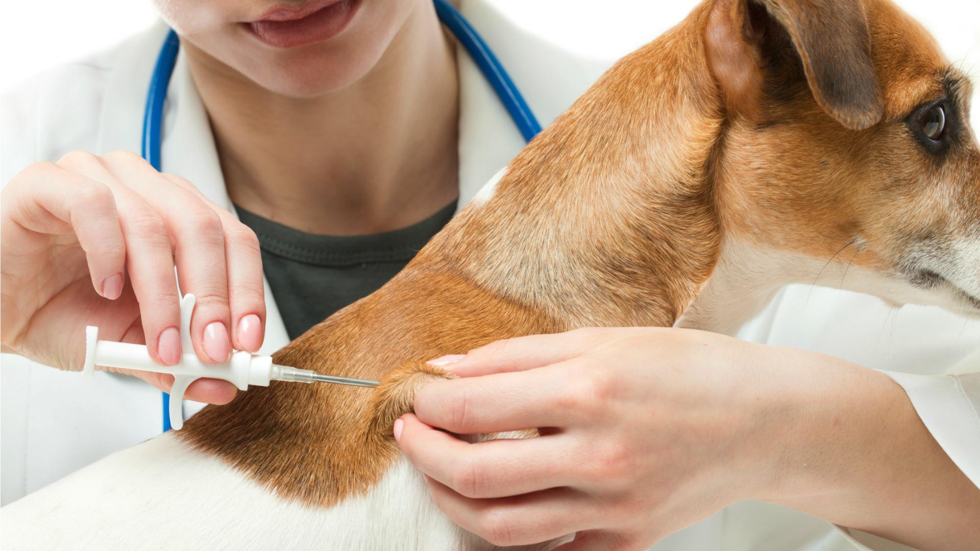 Global Rabies Vaccine Market Analysis And Industry Forecast 2018 – 2023<span class="rating-result after_title mr-filter rating-result-3775">			<span class="no-rating-results-text">No ratings yet.</span>		</span>