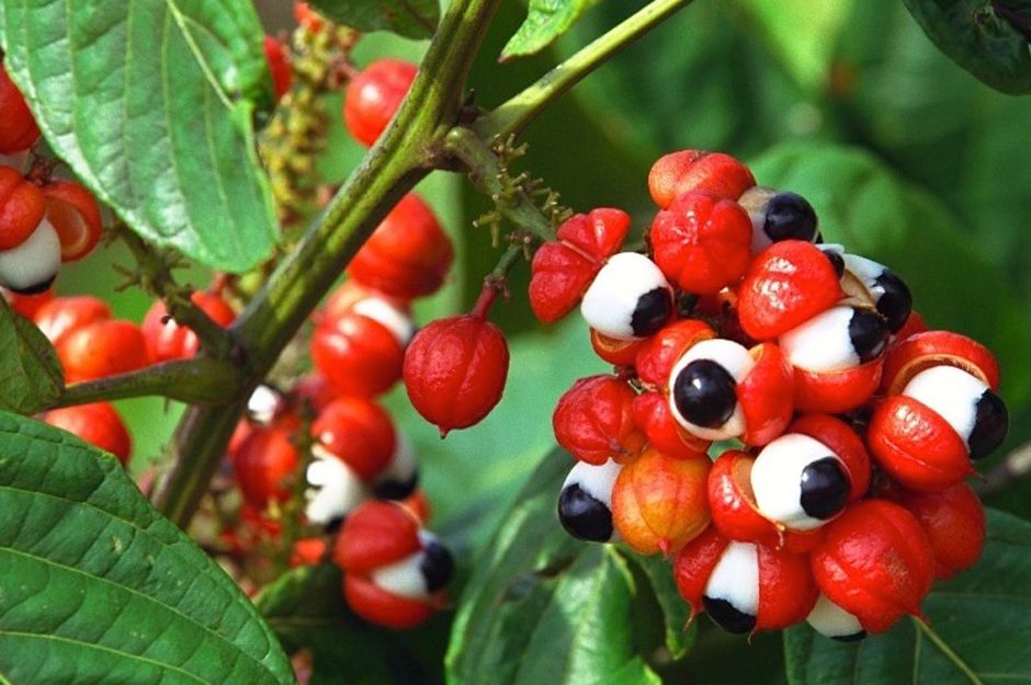 <span class="entry-title-primary">Guarana Market Industry Analysis, Size, Share Forecast, 2018-2025</span> <span class="entry-subtitle">Guarana Industry Research Report</span><span class="rating-result after_title mr-filter rating-result-6962">			<span class="no-rating-results-text">No ratings yet.</span>		</span>