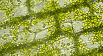 Algae Oil Market Size worth $1.87 Billion By 2025 | Growth Rate: 4.35%