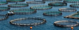 <span class="entry-title-primary">Aquaculture Market Analysis Report, 2019-2024</span> <span class="entry-subtitle">Aquaculture Market </span>