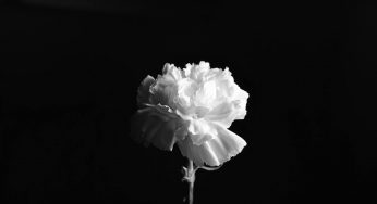 Carnation Market Report by Growth Enablers, Geography, Restraints and Trends