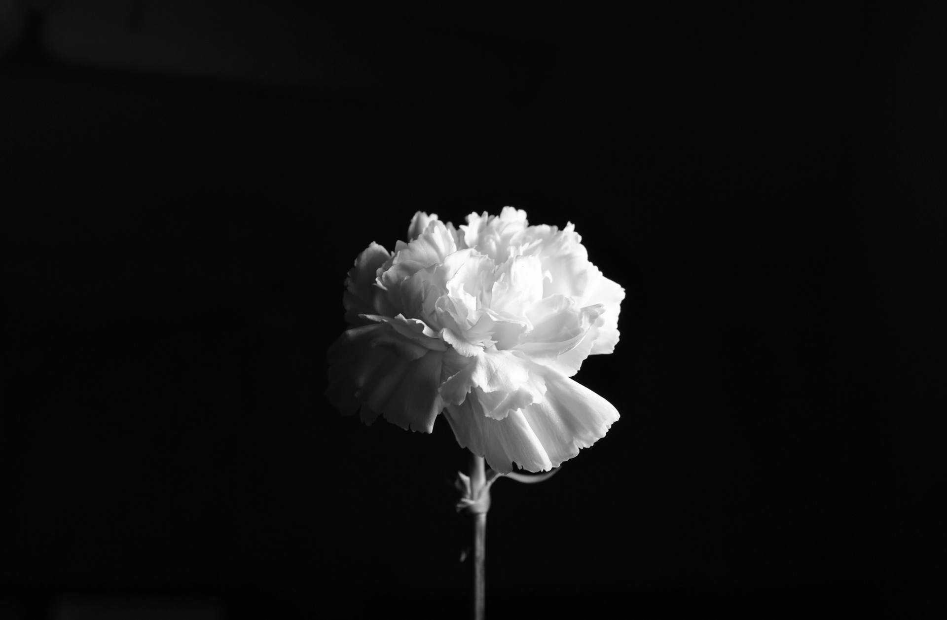 Carnation Market Report by Growth Enablers, Geography, Restraints and Trends<span class="rating-result after_title mr-filter rating-result-9618">			<span class="no-rating-results-text">No ratings yet.</span>		</span>