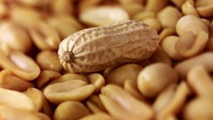 <span class="entry-title-primary">Peanuts Market By Types, Benefits, Demand, Uses, Consumption and Forecast till 2024</span> <span class="entry-subtitle">Peanuts Market Report, 2019-2024</span>