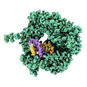 <span class="entry-title-primary">Global Reverse Transcriptase Market: Global Analysis by Sales, Price, Revenue and Share -2023 -Planet Market Reports</span> <span class="entry-subtitle">Reverse Transcriptase Market</span>