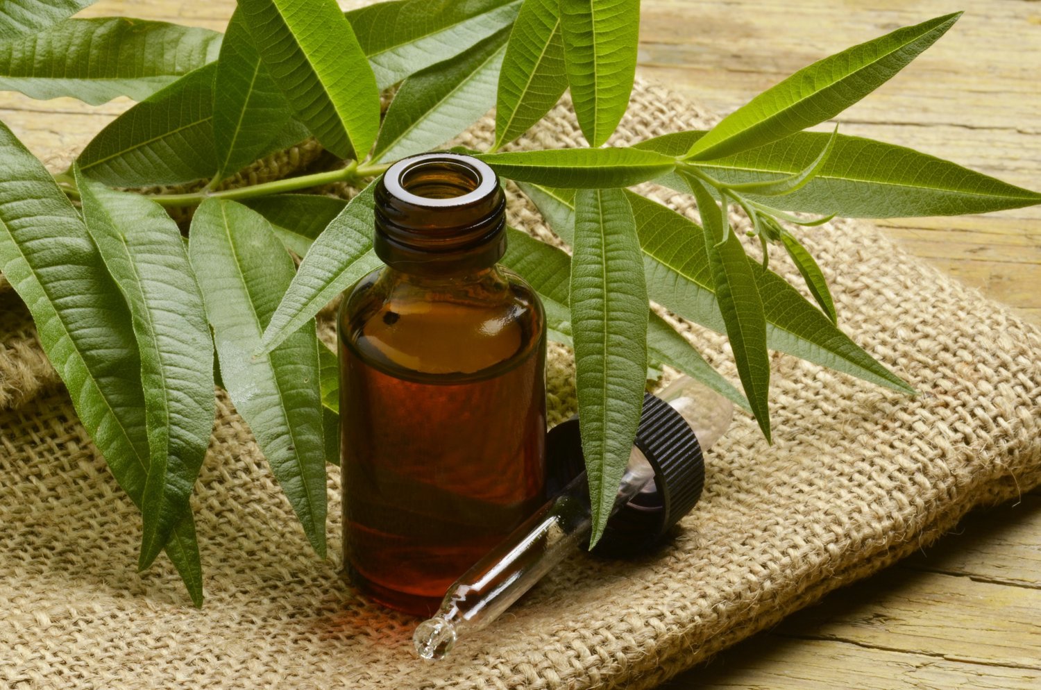 <span class="entry-title-primary">Global Tea Tree Essential Oil Market  Opportunity Analysis and Industry Forecast – 2024 by Planet Market Reports</span> <span class="entry-subtitle">Tea Tree Essential Oil Market</span><span class="rating-result after_title mr-filter rating-result-9817">	<span class="mr-star-rating">			    <i class="fa fa-star mr-star-full"></i>	    	    <i class="fa fa-star mr-star-full"></i>	    	    <i class="fa fa-star mr-star-full"></i>	    	    <i class="fa fa-star mr-star-full"></i>	    	    <i class="fa fa-star mr-star-full"></i>	    </span><span class="star-result">	5/5</span>			<span class="count">				(1)			</span>			</span>