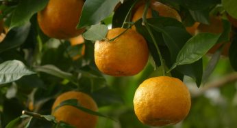 Global Neroli Oil Market Size, Industry Growth Analysis and Forecast: 2024