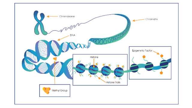 <span class="entry-title-primary">Personalized Medicine and Epigenomics Market Analysis By Key Manufacturers, Regions, Type And Application And Growth Forecast To 2024</span> <span class="entry-subtitle">Personalized Medicine and Epigenomics Research analysis and Forecast - 2024</span><span class="rating-result after_title mr-filter rating-result-10463">	<span class="mr-star-rating">			    <i class="fa fa-star mr-star-full"></i>	    	    <i class="fa fa-star mr-star-full"></i>	    	    <i class="fa fa-star mr-star-full"></i>	    	    <i class="fa fa-star mr-star-full"></i>	    	    <i class="fa fa-star mr-star-full"></i>	    </span><span class="star-result">	5/5</span>			<span class="count">				(1)			</span>			</span>