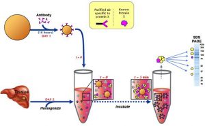 <span class="entry-title-primary">Immunoprecipitation Market 2019 | Global Market Size, Share, Supply, Demand, Segments and Forecast 2024</span> <span class="entry-subtitle">Immunoprecipitation Industry Analysis Report </span>