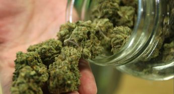 Legal Marijuana Market 2019 Research Report Analysis, Size, Share, Development, Trends and Forecast to 2024