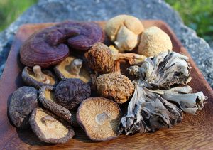 <span class="entry-title-primary">Global Medicinal Mushroom Market Global Industry Size, Demand, Growth Analysis and Forecast 2025</span> <span class="entry-subtitle">Medicinal Mushroom Market Analysis  and Forecast – 2025</span>