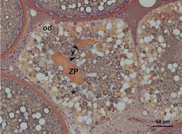 <span class="entry-title-primary">Oocyte Collector Market | Industry Trends, Regulations And Competitive Landscape Outlook To 2024</span> <span class="entry-subtitle">Global Oocyte Collector Market</span><span class="rating-result after_title mr-filter rating-result-10893">	<span class="mr-star-rating">			    <i class="fa fa-star mr-star-full"></i>	    	    <i class="fa fa-star mr-star-full"></i>	    	    <i class="fa fa-star mr-star-full"></i>	    	    <i class="fa fa-star mr-star-full"></i>	    	    <i class="fa fa-star mr-star-full"></i>	    </span><span class="star-result">	5/5</span>			<span class="count">				(1)			</span>			</span>