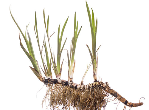 <span class="entry-title-primary">Calamus Oil Market Research Report 2019-2024 | Latest Trend, Growth and Forecast</span> <span class="entry-subtitle">Global Calamus Oil Market Research Report</span><span class="rating-result after_title mr-filter rating-result-13091">	<span class="mr-star-rating">			    <i class="fa fa-star mr-star-full"></i>	    	    <i class="fa fa-star mr-star-full"></i>	    	    <i class="fa fa-star mr-star-full"></i>	    	    <i class="fa fa-star mr-star-full"></i>	    	    <i class="fa fa-star mr-star-full"></i>	    </span><span class="star-result">	5/5</span>			<span class="count">				(1)			</span>			</span>