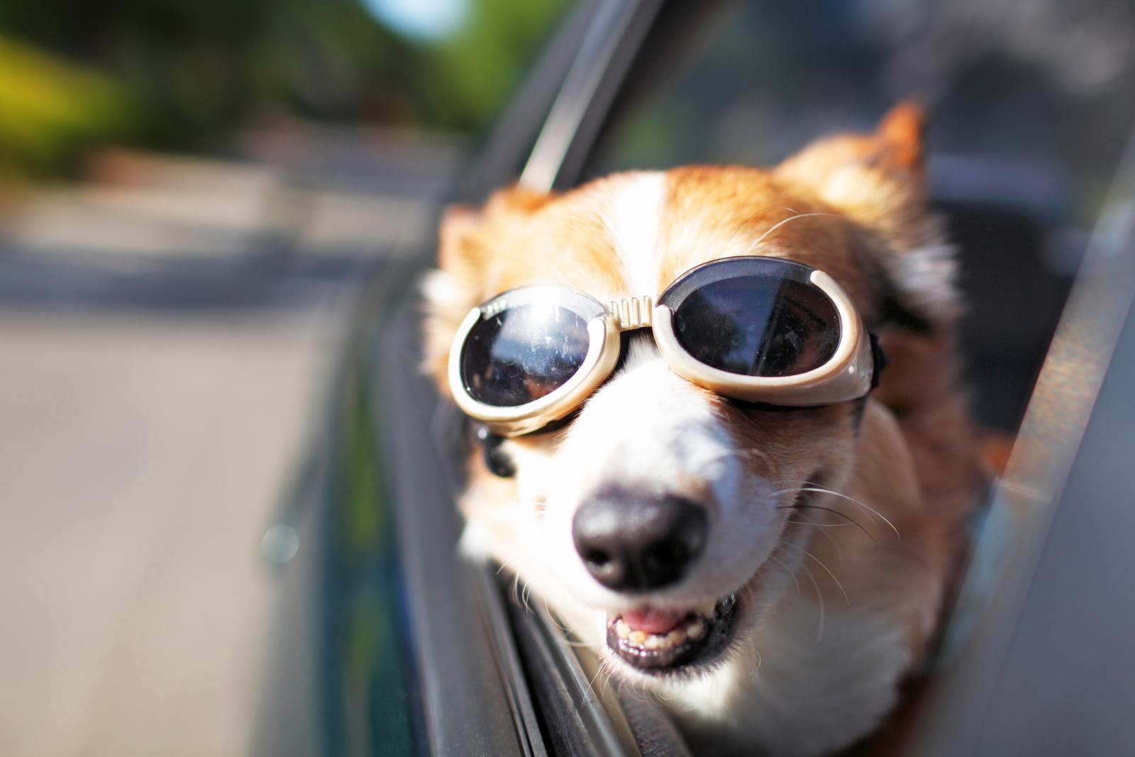 Global Dog Goggles Market Insights, Forecast to 2025 | Planet Market Reports<span class="rating-result after_title mr-filter rating-result-15002">			<span class="no-rating-results-text">No ratings yet.</span>		</span>