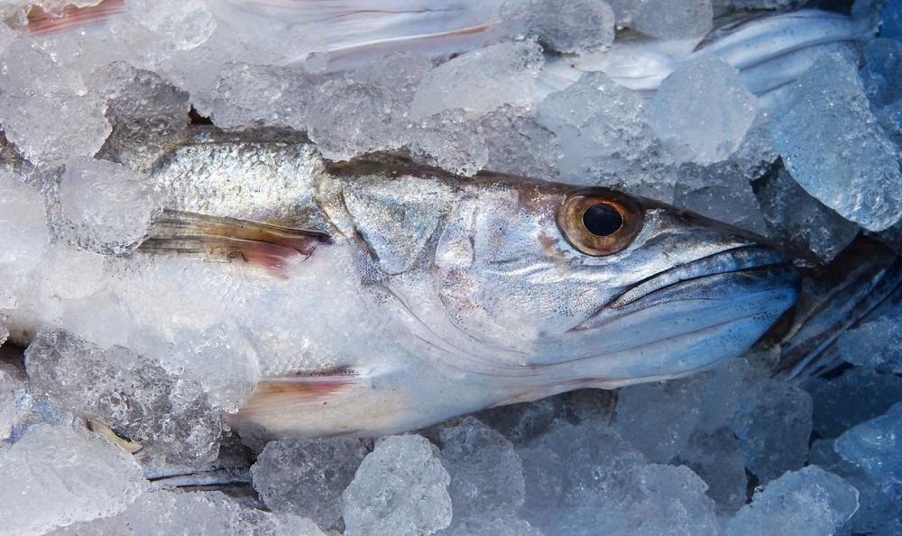 <span class="entry-title-primary">Ground fish Market Size, Share, Price, Trends, and Industry Forecast by 2024</span> <span class="entry-subtitle">Global Groundfish Market Report, 2019-2024</span><span class="rating-result after_title mr-filter rating-result-12955">			<span class="no-rating-results-text">No ratings yet.</span>		</span>