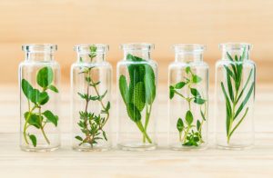 <span class="entry-title-primary">Herb Essential Oil Market – Analysis and future growth opportunities by 2019-2024</span> <span class="entry-subtitle">Herb Essential Oil Market Analysis</span>