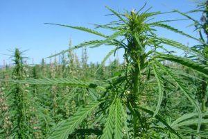 <span class="entry-title-primary">Industrial Hemp in Medical Market Analysis, Size, Share, Growth, Industry Demand, Trends, Forecast To 2024</span> <span class="entry-subtitle">Global Industrial Hemp in Medical Market</span>