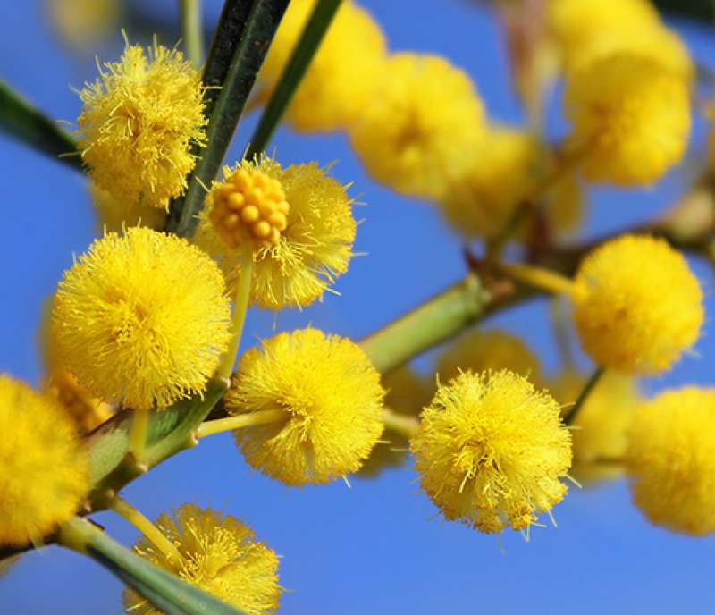 <span class="entry-title-primary">Global Mimosa Oil Market Analysis, Regions, Type And Application And Growth Forecast To 2024</span> <span class="entry-subtitle">Mimosa Oil Market Analysis</span><span class="rating-result after_title mr-filter rating-result-15422">	<span class="mr-star-rating">			    <i class="fa fa-star mr-star-full"></i>	    	    <i class="fa fa-star mr-star-full"></i>	    	    <i class="fa fa-star mr-star-full"></i>	    	    <i class="fa fa-star mr-star-full"></i>	    	    <i class="fa fa-star mr-star-full"></i>	    </span><span class="star-result">	5/5</span>			<span class="count">				(1)			</span>			</span>