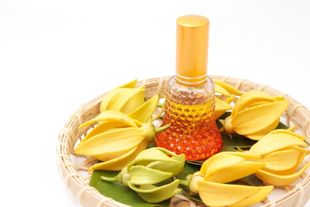 <span class="entry-title-primary">Global Ylang Oil Market Major Manufacturers, Trends, Demand, Share Analysis To 2024</span> <span class="entry-subtitle">Global Ylang Oil Market </span><span class="rating-result after_title mr-filter rating-result-13032">	<span class="mr-star-rating">			    <i class="fa fa-star mr-star-full"></i>	    	    <i class="fa fa-star mr-star-full"></i>	    	    <i class="fa fa-star mr-star-full"></i>	    	    <i class="fa fa-star mr-star-full"></i>	    	    <i class="fa fa-star mr-star-full"></i>	    </span><span class="star-result">	5/5</span>			<span class="count">				(1)			</span>			</span>