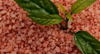 Potash Fertilizer Market Growth Rate, Demands, Status and Application Forecast to 2024