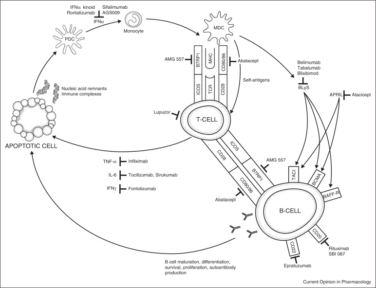 Global Biologicals for Systemic Lupus Erythematosus Market Growth (Status and Outlook) 2019-2024<span class="rating-result after_title mr-filter rating-result-18136">			<span class="no-rating-results-text">No ratings yet.</span>		</span>