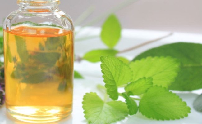 <span class="entry-title-primary">Catnip Oil Market 2024 Consumption, Overview and Forecast by Trend, Vendors, Types and Application</span> <span class="entry-subtitle">Global Catnip Oil Market</span><span class="rating-result after_title mr-filter rating-result-16350">	<span class="mr-star-rating">			    <i class="fa fa-star mr-star-full"></i>	    	    <i class="fa fa-star mr-star-full"></i>	    	    <i class="fa fa-star mr-star-full"></i>	    	    <i class="fa fa-star mr-star-full"></i>	    	    <i class="fa fa-star mr-star-full"></i>	    </span><span class="star-result">	5/5</span>			<span class="count">				(1)			</span>			</span>