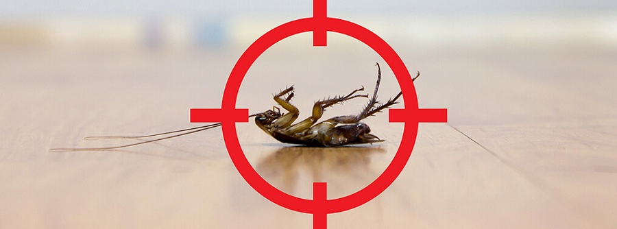 <span class="entry-title-primary">Cockroach Killer Market Analysis and Business Forecast by 2024</span> <span class="entry-subtitle">Global Cockroach Killer Market </span><span class="rating-result after_title mr-filter rating-result-18610">			<span class="no-rating-results-text">No ratings yet.</span>		</span>