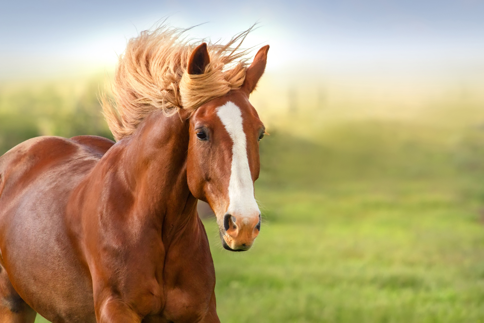 <span class="entry-title-primary">Equine Healthcare Market Estimated to Expand at a Double-Digit CAGR through 2019-2024</span> <span class="entry-subtitle">Equine Healthcare Industry Trend and Forecast</span><span class="rating-result after_title mr-filter rating-result-16138">	<span class="mr-star-rating">			    <i class="fa fa-star mr-star-full"></i>	    	    <i class="fa fa-star mr-star-full"></i>	    	    <i class="fa fa-star mr-star-full"></i>	    	    <i class="fa fa-star mr-star-full"></i>	    	    <i class="fa fa-star mr-star-full"></i>	    </span><span class="star-result">	5/5</span>			<span class="count">				(1)			</span>			</span>