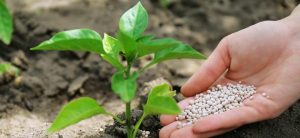 <span class="entry-title-primary">Global Organic Fertilizers market share, size, regions and forecast 2018-2025</span> <span class="entry-subtitle">Global organic fertilizers market stood at $5.9 billion in 2018, to reach around $11.5 billion by 2024.</span>