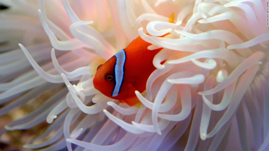 <span class="entry-title-primary">Clown Fish Market Size, Share, Growth, Trend and Forecast – 2024</span> <span class="entry-subtitle">Clown Fish is expected to grow at a CAGR of roughly 6.15% over the next five years, will reach $111 in 2024.</span><span class="rating-result after_title mr-filter rating-result-17141">			<span class="no-rating-results-text">No ratings yet.</span>		</span>