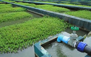 <span class="entry-title-primary">Agricultural Waste Water Treatment Market Growth Rate, Demands, Status and Application Forecast to 2024</span> <span class="entry-subtitle">The global agricultural wastewater treatment market is expected to reach $2,601.74 million by 2024, projecting a CAGR of 5.41%, during the forecast period 2019-2024.</span>