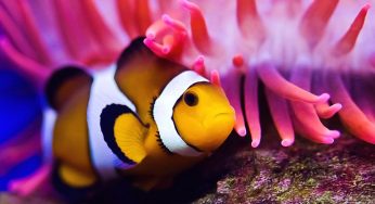 Global Ornamental Fish Market Status and Future Forecast 2015-2025