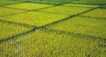 Precision Agriculture Systems Market Size, Analysis, Benefits, Demands and Forecast Report by 2025