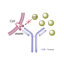 Global Ramucirumab market forecast to 2024 just published<span class="rating-result after_title mr-filter rating-result-18723">			<span class="no-rating-results-text">No ratings yet.</span>		</span>