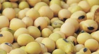 Soybean Seed Market Size, Analysis, Benefits, Demands and Forecast Report by 2025