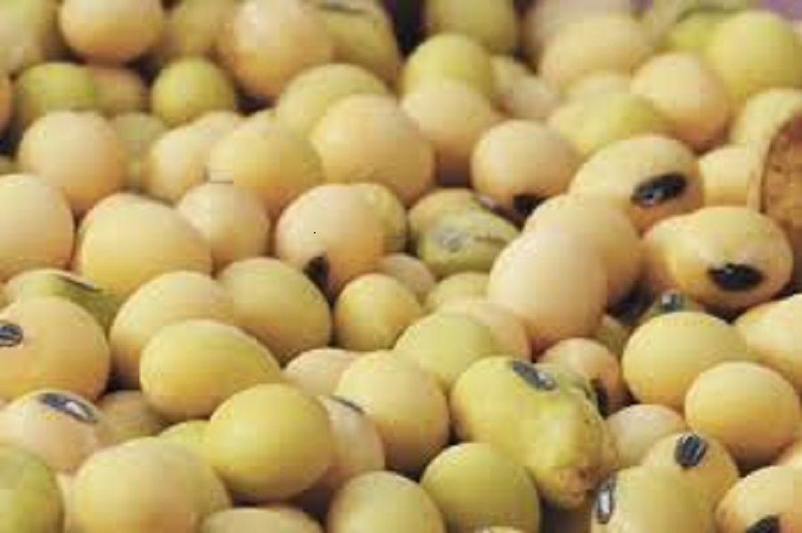 <span class="entry-title-primary">Soybean Seed Market Size, Analysis, Benefits, Demands and Forecast Report by 2025</span> <span class="entry-subtitle">Soybean Seed Market projected to grow at the CAGR of xx% during the 2020-2025.</span><span class="rating-result after_title mr-filter rating-result-19763">			<span class="no-rating-results-text">No ratings yet.</span>		</span>