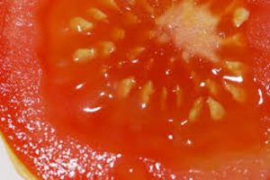 <span class="entry-title-primary">Tomato Seeds Market Size, Analysis, Benefits, Demands and Forecast Report by 2025</span> <span class="entry-subtitle">Tomato Seeds market size will reach $1242 million by 2025.</span>