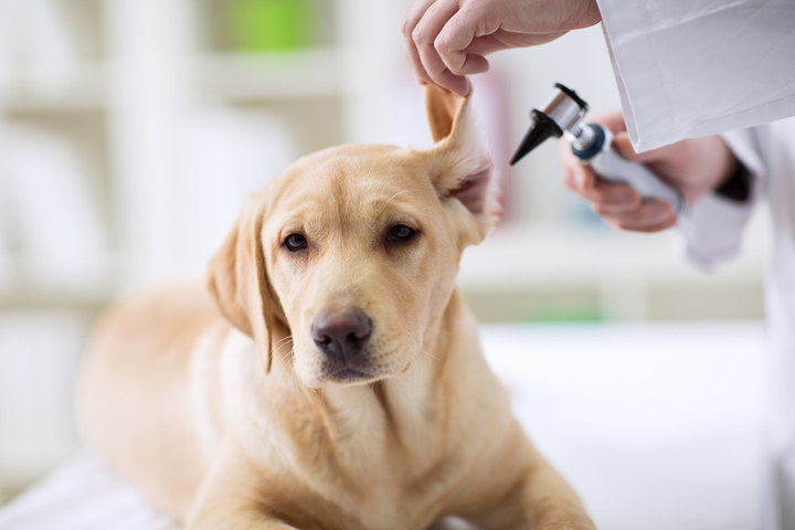 <span class="entry-title-primary">Veterinary Services Market Grows Rapidly from 2019 to 2025 According to a New Research Report</span> <span class="entry-subtitle">Global Veterinary Services Market Research</span><span class="rating-result after_title mr-filter rating-result-20599">	<span class="mr-star-rating">			    <i class="fa fa-star mr-star-full"></i>	    	    <i class="fa fa-star mr-star-full"></i>	    	    <i class="fa fa-star mr-star-full"></i>	    	    <i class="fa fa-star mr-star-full"></i>	    	    <i class="fa fa-star mr-star-full"></i>	    </span><span class="star-result">	5/5</span>			<span class="count">				(1)			</span>			</span>