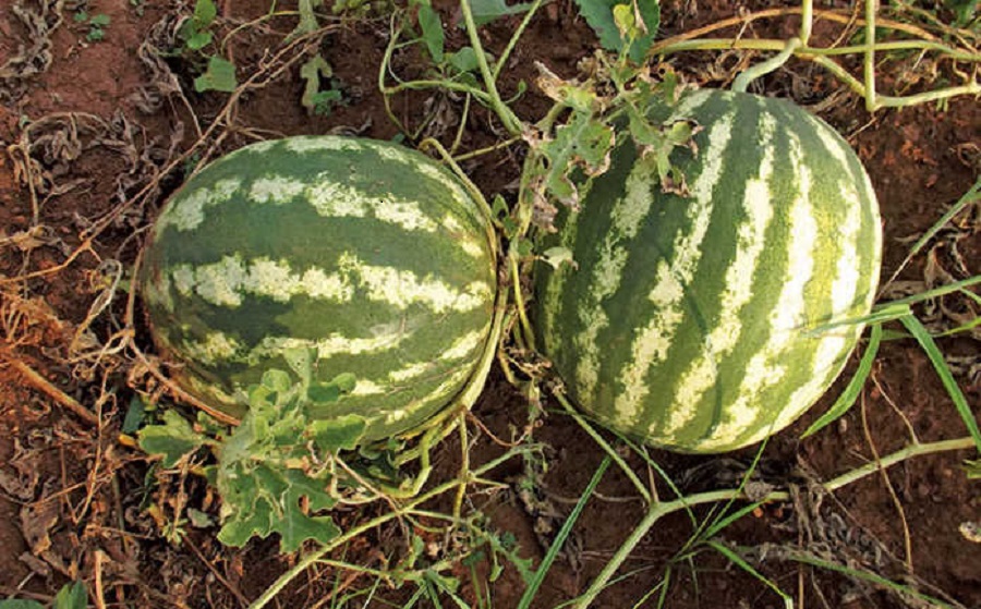 <span class="entry-title-primary">Watermelon Seeds Market Size, Analysis, Benefits, Demands and Forecast Report by 2025</span> <span class="entry-subtitle">Watermelon Seeds Market size will increase by $1.11 billion during 2020-2025.</span><span class="rating-result after_title mr-filter rating-result-19644">			<span class="no-rating-results-text">No ratings yet.</span>		</span>