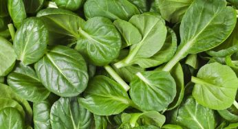 Spinach Seeds Market Size, Analysis, Benefits, Demands and Forecast Report by 2025