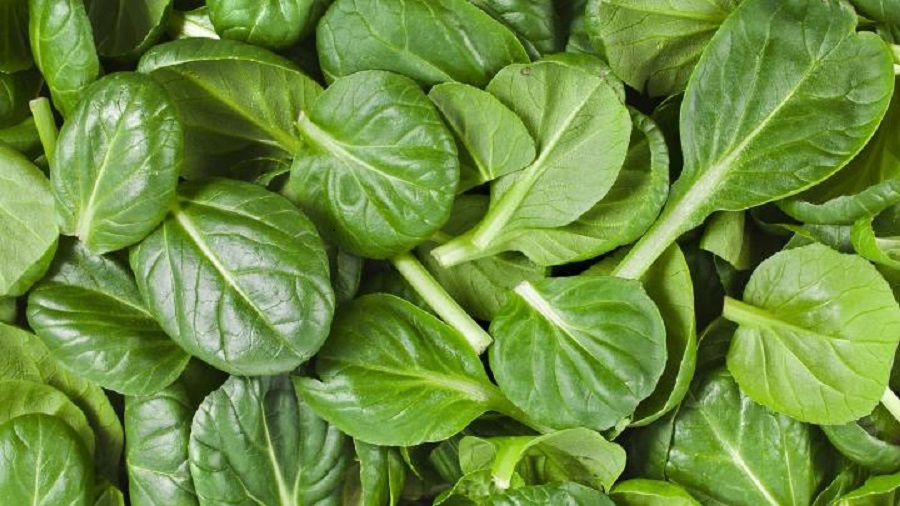 <span class="entry-title-primary">Spinach Seeds Market Size, Analysis, Benefits, Demands and Forecast Report by 2025</span> <span class="entry-subtitle">Spinach Seeds Market projected to grow at the CAGR of xx% during the 2020-2025.</span><span class="rating-result after_title mr-filter rating-result-19756">			<span class="no-rating-results-text">No ratings yet.</span>		</span>