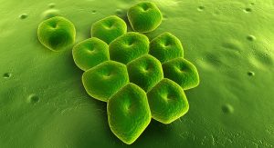 <span class="entry-title-primary">Acinetobacter Infection Market: Global, Trends, Share, Industry Size, Growth, Opportunities, Forecast To 2028</span> <span class="entry-subtitle">Acinetobacter Infection Market Size And Share: Industry Forecast, 2019</span>