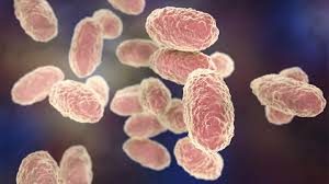 <span class="entry-title-primary">Burkholderia cepacia Infection (B. cepacia infection) Market Size, Share | Industry Report, 2019-2028</span> <span class="entry-subtitle">Global Burkholderia cepacia Infection B. cepacia infection Market</span>