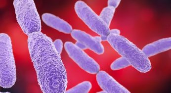 Carbapenem resistant Klebsiella pneumonia Market – Analysis and future growth opportunities by 2019-2028