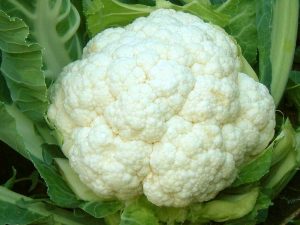 <span class="entry-title-primary">Cauliflower Market Size, Analysis, Benefits, Demands and Forecast Report by 2024</span> <span class="entry-subtitle">Cauliflower Seeds Market Research analysis and Forecast-2024</span>