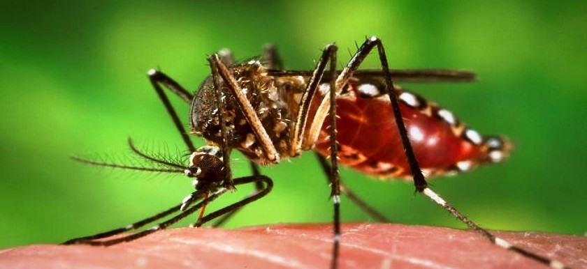 <span class="entry-title-primary">Global Chikungunya Fever Market 2019 | Global Market Size, Supply,Segments and Forecast 2028</span> <span class="entry-subtitle">Global Chikungunya Fever Market Report Summary</span><span class="rating-result after_title mr-filter rating-result-21590">	<span class="mr-star-rating">			    <i class="fa fa-star mr-star-full"></i>	    	    <i class="fa fa-star mr-star-full"></i>	    	    <i class="fa fa-star mr-star-full"></i>	    	    <i class="fa fa-star mr-star-full"></i>	    	    <i class="fa fa-star mr-star-full"></i>	    </span><span class="star-result">	5/5</span>			<span class="count">				(1)			</span>			</span>