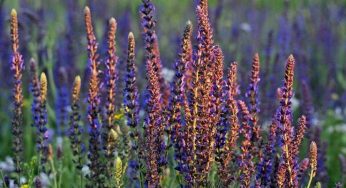 Clary Sage Market Size, Analysis, Benefits, Demands and Forecast Report by 2025